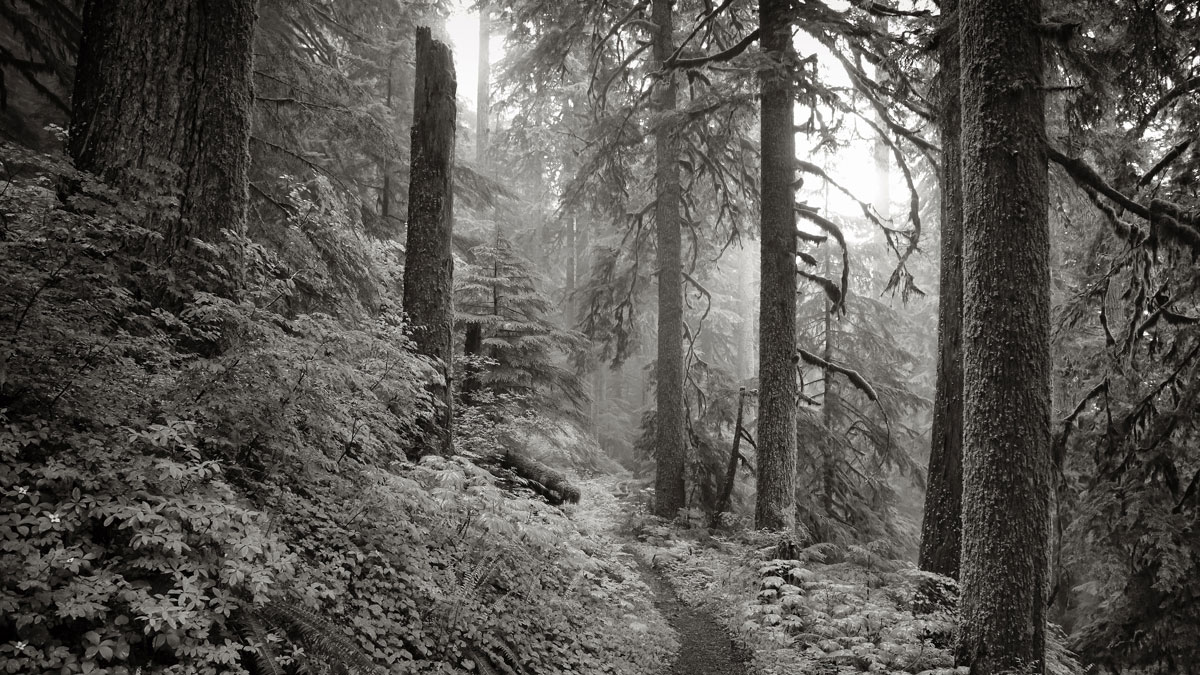A Path Through the Forest